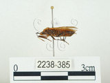 中文名:四斑紅蝽(2238-385)學名:Physopelta quadriguttata Bergroth, 1894(2238-385)