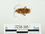 中文名:四斑紅蝽(2238-385)學名:Physopelta quadriguttata Bergroth, 1894(2238-385)