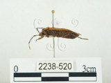 中文名:四斑紅蝽(2238-520)學名:Physopelta quadriguttata Bergroth, 1894(2238-520)