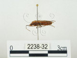 中文名:四斑紅蝽(2238-32)學名:Physopelta quadriguttata Bergroth, 1894(2238-32)