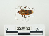 中文名:四斑紅蝽(2238-32)學名:Physopelta quadriguttata Bergroth, 1894(2238-32)