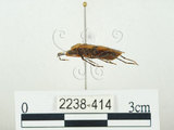中文名:四斑紅蝽(2238-414)學名:Physopelta quadriguttata Bergroth, 1894(2238-414)