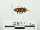 中文名:四斑紅蝽(2238-414)學名:Physopelta quadriguttata Bergroth, 1894(2238-414)