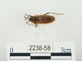中文名:四斑紅蝽(2238-58)學名:Physopelta quadriguttata Bergroth, 1894(2238-58)