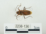 中文名:四斑紅蝽(2238-136)學名:Physopelta quadriguttata Bergroth, 1894(2238-136)