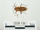 中文名:四斑紅蝽(2238-136)學名:Physopelta quadriguttata Bergroth, 1894(2238-136)
