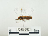 中文名:四斑紅蝽(2238-382)學名:Physopelta quadriguttata Bergroth, 1894(2238-382)