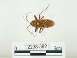中文名:四斑紅蝽(2238-382)學名:Physopelta quadriguttata Bergroth, 1894(2238-382)