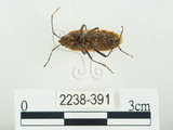 中文名:四斑紅蝽(2238-391)學名:Physopelta quadriguttata Bergroth, 1894(2238-391)
