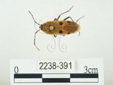 中文名:四斑紅蝽(2238-391)學名:Physopelta quadriguttata Bergroth, 1894(2238-391)