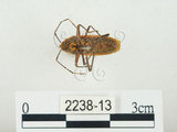 中文名:四斑紅蝽(2238-13)學名:Physopelta quadriguttata Bergroth, 1894(2238-13)