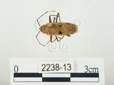 中文名:四斑紅蝽(2238-13)學名:Physopelta quadriguttata Bergroth, 1894(2238-13)