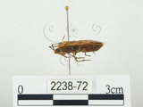 中文名:四斑紅蝽(2238-72)學名:Physopelta quadriguttata Bergroth, 1894(2238-72)
