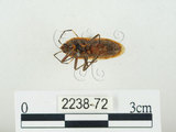 中文名:四斑紅蝽(2238-72)學名:Physopelta quadriguttata Bergroth, 1894(2238-72)