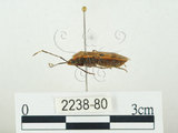 中文名:四斑紅蝽(2238-80)學名:Physopelta quadriguttata Bergroth, 1894(2238-80)