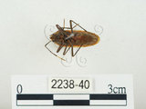 中文名:四斑紅蝽(2238-40)學名:Physopelta quadriguttata Bergroth, 1894(2238-40)