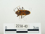 中文名:四斑紅蝽(2238-40)學名:Physopelta quadriguttata Bergroth, 1894(2238-40)