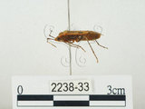 中文名:四斑紅蝽(2238-33)學名:Physopelta quadriguttata Bergroth, 1894(2238-33)