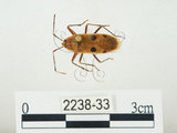 中文名:四斑紅蝽(2238-33)學名:Physopelta quadriguttata Bergroth, 1894(2238-33)