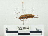 中文名:四斑紅蝽(2238-4)學名:Physopelta quadriguttata Bergroth, 1894(2238-4)