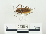 中文名:四斑紅蝽(2238-4)學名:Physopelta quadriguttata Bergroth, 1894(2238-4)