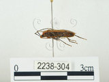 中文名:四斑紅蝽(2238-304)學名:Physopelta quadriguttata Bergroth, 1894(2238-304)