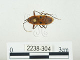 中文名:四斑紅蝽(2238-304)學名:Physopelta quadriguttata Bergroth, 1894(2238-304)