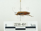 中文名:四斑紅蝽(2238-491)學名:Physopelta quadriguttata Bergroth, 1894(2238-491)