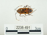 中文名:四斑紅蝽(2238-491)學名:Physopelta quadriguttata Bergroth, 1894(2238-491)
