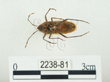 中文名:四斑紅蝽(2238-81)學名:Physopelta quadriguttata Bergroth, 1894(2238-81)