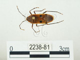 中文名:四斑紅蝽(2238-81)學名:Physopelta quadriguttata Bergroth, 1894(2238-81)