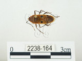 中文名:四斑紅蝽(2238-164)學名:Physopelta quadriguttata Bergroth, 1894(2238-164)