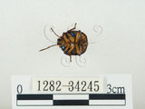 中文名:史氏麗盾椿(1282-34245)學名:Chrysocoris stollii (Wolff, 1801)(1282-34245)