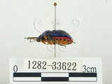 中文名:史氏麗盾椿(1282-33622)學名:Chrysocoris stollii (Wolff, 1801)(1282-33622)