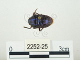 中文名:史氏麗盾椿(2252-25)學名:Chrysocoris stollii (Wolff, 1801)(2252-25)