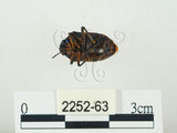 中文名:史氏麗盾椿(2252-63)學名:Chrysocoris stollii (Wolff, 1801)(2252-63)