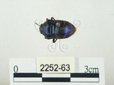 中文名:史氏麗盾椿(2252-63)學名:Chrysocoris stollii (Wolff, 1801)(2252-63)