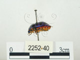 中文名:史氏麗盾椿(2252-40)學名:Chrysocoris stollii (Wolff, 1801)(2252-40)