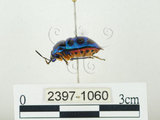 中文名:史氏麗盾椿(2397-1060)學名:Chrysocoris stollii (Wolff, 1801)(2397-1060)