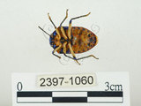 中文名:史氏麗盾椿(2397-1060)學名:Chrysocoris stollii (Wolff, 1801)(2397-1060)