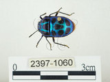 中文名:史氏麗盾椿(2397-1060)學名:Chrysocoris stollii (Wolff, 1801)(2397-1060)