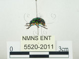 中文名:史氏麗盾椿(5520-2011)學名:Chrysocoris stollii (Wolff, 1801)(5520-2011)