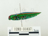 中文名:彩虹吉丁蟲(1282-31837)學名:Chrysochroa fulgidissima (Schongerr, 1817)(1282-31837)中文別名:彩豔吉丁蟲