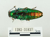 中文名:彩虹吉丁蟲(1282-31837)學名:Chrysochroa fulgidissima (Schongerr, 1817)(1282-31837)中文別名:彩豔吉丁蟲