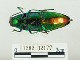 中文名:彩虹吉丁蟲(1282-32177)學名:Chrysochroa fulgidissima (Schongerr, 1817)(1282-32177)中文別名:彩豔吉丁蟲