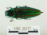 中文名:彩虹吉丁蟲(1282-32177)學名:Chrysochroa fulgidissima (Schongerr, 1817)(1282-32177)中文別名:彩豔吉丁蟲