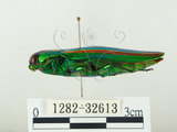 中文名:彩虹吉丁蟲(1282-32613)學名:Chrysochroa fulgidissima (Schongerr, 1817)(1282-32613)中文別名:彩豔吉丁蟲