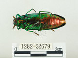 中文名:彩虹吉丁蟲(1282-32679)學名:Chrysochroa fulgidissima (Schongerr, 1817)(1282-32679)中文別名:彩豔吉丁蟲