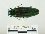 中文名:彩虹吉丁蟲(1282-32679)學名:Chrysochroa fulgidissima (Schongerr, 1817)(1282-32679)中文別名:彩豔吉丁蟲