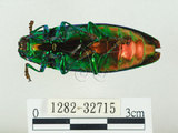 中文名:彩虹吉丁蟲(1282-32715)學名:Chrysochroa fulgidissima (Schongerr, 1817)(1282-32715)中文別名:彩豔吉丁蟲